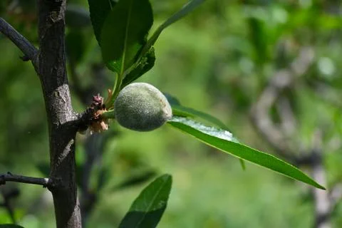 Green Almonds Growing on Tree, Close-Up Nature and Harvest Concept Fotos Stock