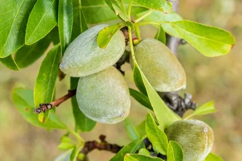 Green almonds growing on tree Stock Photos
