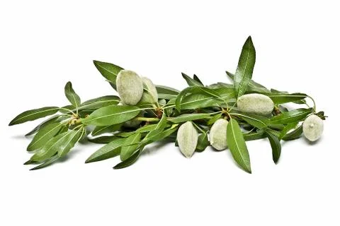 Green almonds. Stock Photos