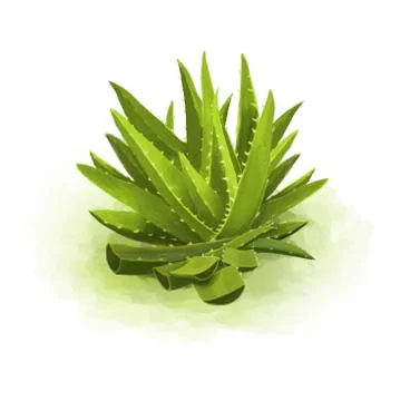 Green aloe Stock Illustration