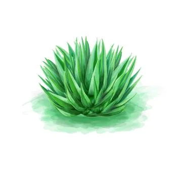 Green aloe Stock Illustration