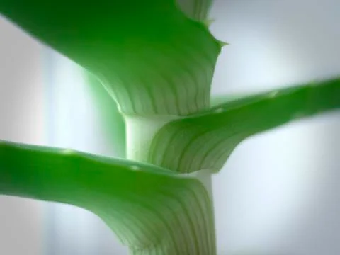 Green aloe Stock Photos