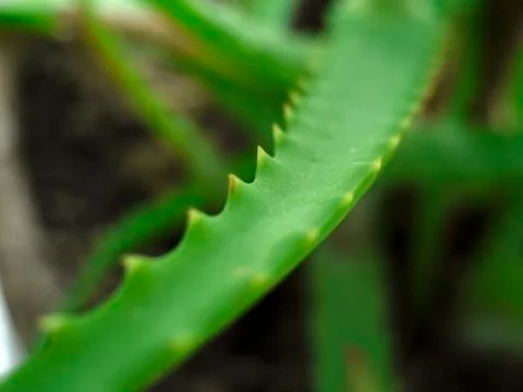 Green aloe Stock Photos