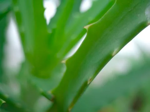 Green aloe Stock Photos