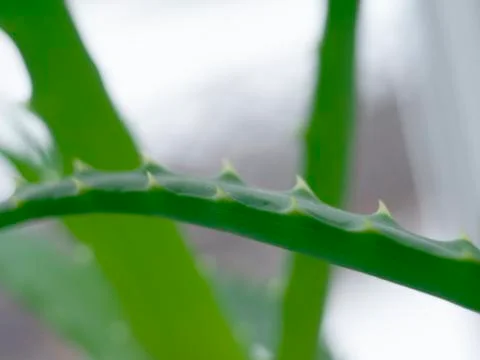 Green aloe Stock Photos