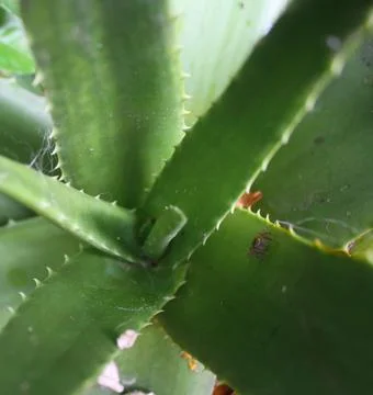 Green Aloe vera become home of tiny spider Stock Photos