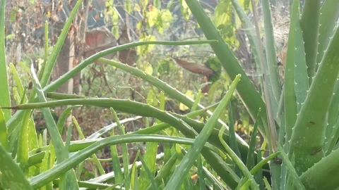 Green Aloe vera. Stock Footage 149017248