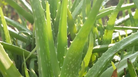 Green Aloe vera. Stock Footage 149017349