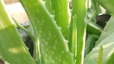 Green Aloe vera. Stock Footage 149017368