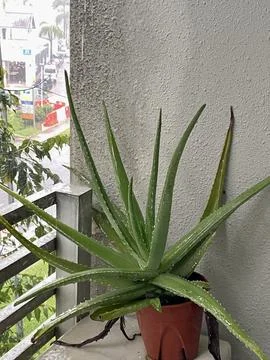 Green Aloevera while raining background building Stock Photos