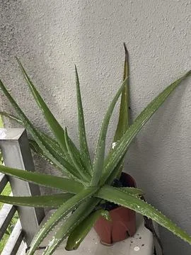 Green Aloevera while raining Close up Stock Photos