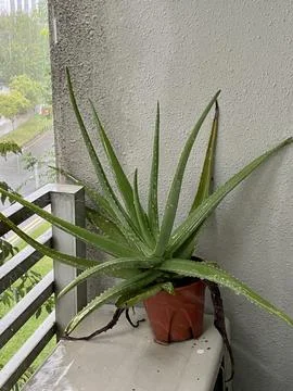 Green Aloevera while raining day Stock Photos