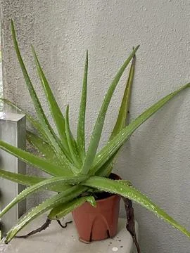 Green Aloevera while raining Foto stock