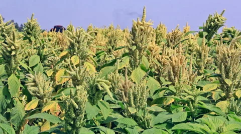 Green Amaranth Field Stock Footage 54983203