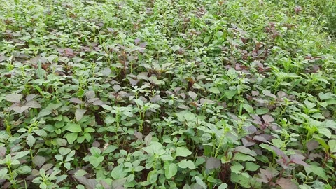 Green amaranth in field. Stock Footage 140161564