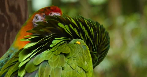 Green Amazon Macaw profile head shot in close up Stock Footage 157305639