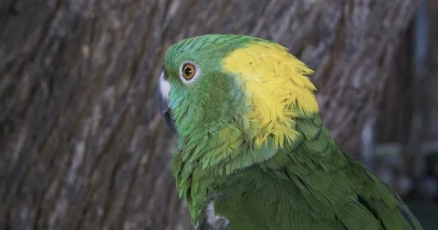 Green amazon parrot close up Stock Footage 125921768