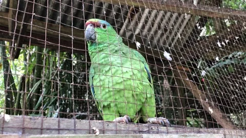 Green amazon parrot looking around inside a cage Video stock 337264327