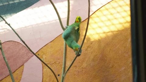 Green Amazon Parrot Perched On Branch Then Flying Away Stock-Footage 334162903