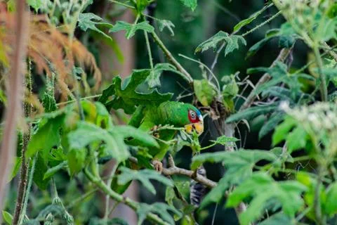 Green Amazon parrot perched on a leafy branch Stock Photos