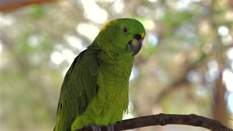 Green Amazon parrot sitting on branch in aviary 库存影片 335227289