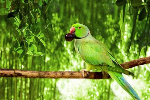 Green Amazonian parrot with a berry in its beak sits on a branch in the forest Stock Photos
