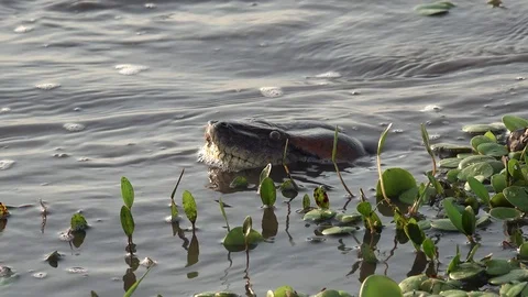 Green Anaconda dive down under water portrait of head Stock Footage 103808292