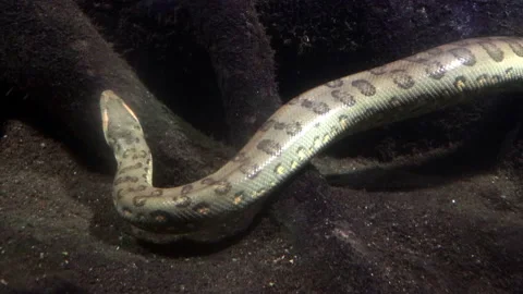 The green anaconda (Eunectes murinus), also known as giant anaconda Stock Footage 162162552