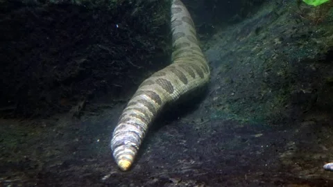 The green anaconda (Eunectes murinus), also known as giant anaconda Stock Footage 305294554