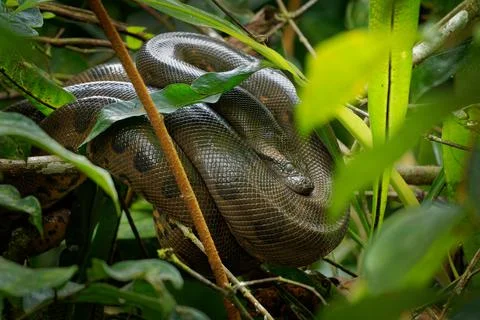 Green Anaconda - Eunectes murinus also giant, common anaconda, common water b Fotos Stock