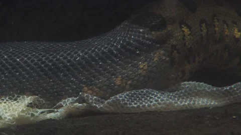 Green anaconda (Eunectes murinus). The anaconda undresses from the skin Stock Footage 168988357