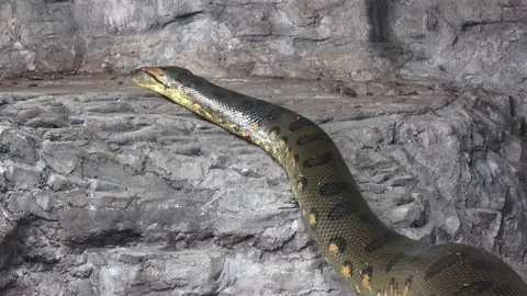Green anaconda (Eunectes murinus). Big anaconda. Stock Footage 91770138