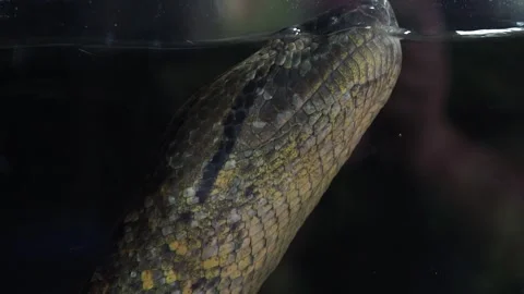 Green anaconda (Eunectes murinus). Big anaconda underwater. Stock Footage 241779402