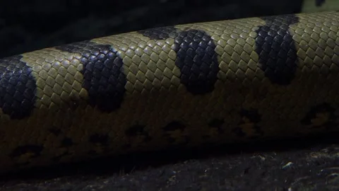 Green anaconda (Eunectes murinus). Big anaconda underwater. Stock Footage 252835109