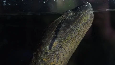 Green anaconda (Eunectes murinus). Big anaconda underwater. Stock Footage 255829836