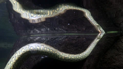 The green anaconda (Eunectes murinus) breathing on a water surface Stock Footage 161570144