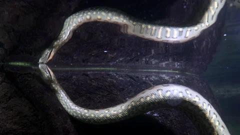 The green anaconda (Eunectes murinus) breathing on a water surface then dives Stock Footage 169929477
