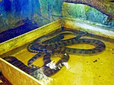 The green anaconda (Eunectes murinus), common anaconda or common water boa 写真素材