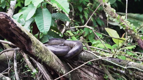 Green anaconda, Eunectes murinus, giant or common anaconda. Stock Footage 255921200