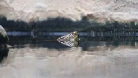 The green Anaconda (Eunectes murinus) peek above the surface Stock Footage 283893691