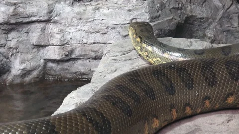 Green anaconda (Eunectes murinus). Portrait anaconda. Stock Footage 91091523