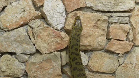 Green anaconda Eunectes murinus sliding along rough stone surface, highlighting Stock Footage 321814803
