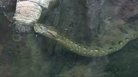 Green anaconda (Eunectes murinus) in the water. 库存影片 162399177