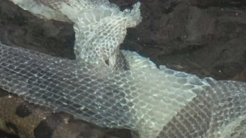 Green anaconda (Eunectes murinus) in the water. Shedding and molting of snake 库存影片 162561499