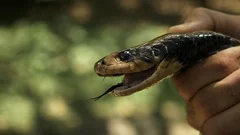 Coral pipe snake, Coral pipe snake (Anilius scytale) from I…