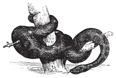 Green Anaconda or Eunectec murinus old vintage engraving. Stock Illustration
