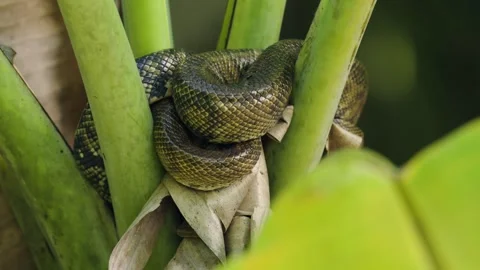 Green anaconda resting coiled on a tree in costa rican rainforest Video stock 322080281