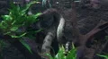 Green anaconda resting underwater tilt view HD Footage