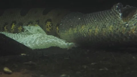 Green anaconda in the water (Eunectes murinus). Stock Footage 169523638