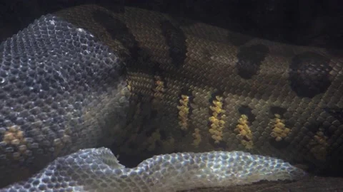 Green anaconda in the water (Eunectes murinus). Stock Footage 171867743